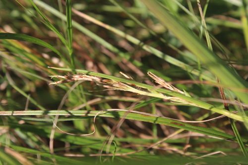 Scleria achtenii