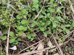 Mazus stachydifolius