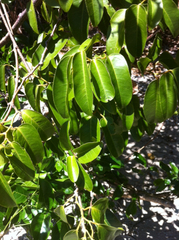 Cissus oblonga