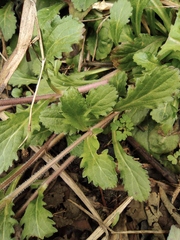 Mazus stachydifolius