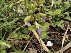 Mazus stachydifolius