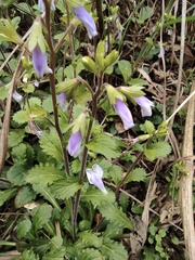 Mazus stachydifolius