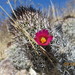 Mammillaria sphacelata - Photo (c) comuneroschilac, some rights reserved (CC BY-NC), uploaded by comuneroschilac