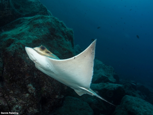 Common Eagle Ray, photo 7 of 10