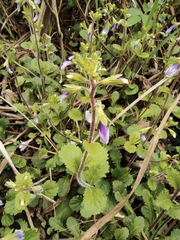 Mazus stachydifolius
