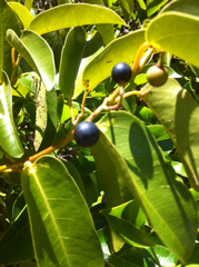 Cissus oblonga