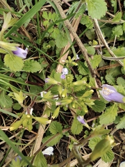 Mazus stachydifolius