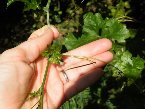 Image of Lagenaria sphaerica by (c) Antoinette Eyssell Knox, some rights reserved (CC BY-SA)