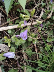 Mazus stachydifolius