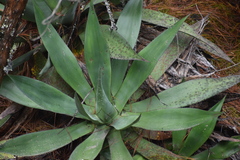 Agave obscura