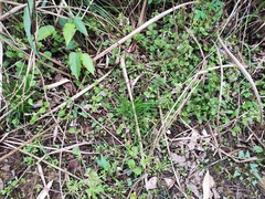 Mazus stachydifolius