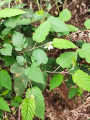 Rubus corchorifolius