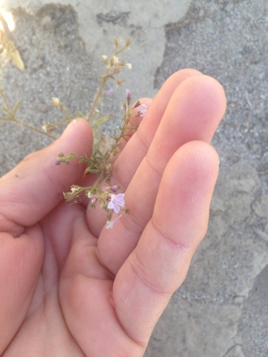 Sticky false gilyflower (Allophyllum glutinosum)