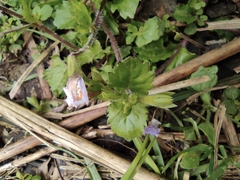 Mazus stachydifolius