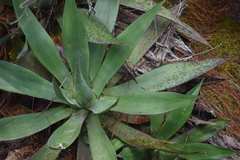 Agave obscura