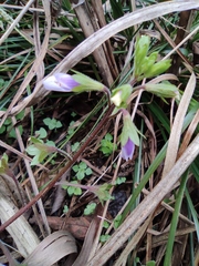 Mazus stachydifolius