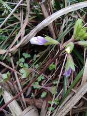 Mazus stachydifolius