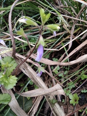 Mazus stachydifolius