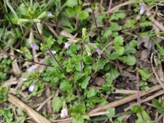 Mazus stachydifolius