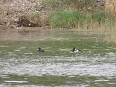 Aythya fuligula