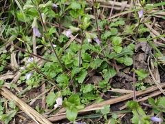 Mazus stachydifolius