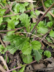 Mazus stachydifolius