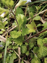 Mazus stachydifolius