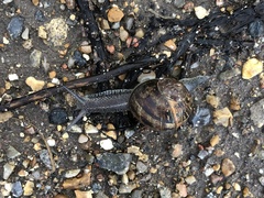 Cornu aspersum