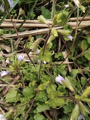 Mazus stachydifolius