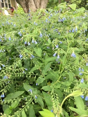 Symphytum caucasicum