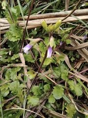 Mazus stachydifolius