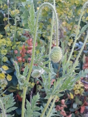 Papaver rhoeas