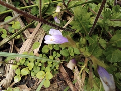Mazus stachydifolius
