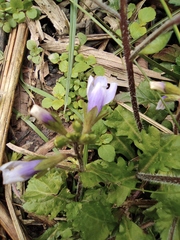 Mazus stachydifolius
