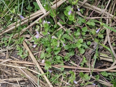 Mazus stachydifolius