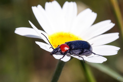 Heliotaurus ruficollis