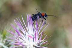 Heliotaurus ruficollis