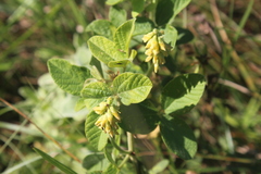 Eriosema parviflorum