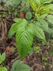 Rubus hirsutus
