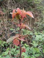 Alchornea davidii
