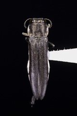 Agrilus olivaceoniger