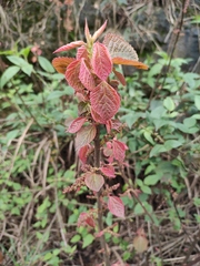 Alchornea davidii
