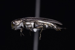 Agrilus olivaceoniger