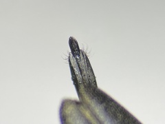 Agrilus olivaceoniger