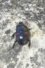 Hister quadrimaculatus