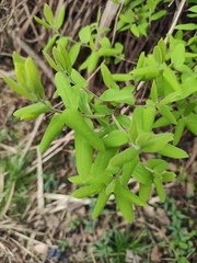 Lindera glauca