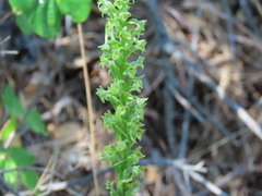 Platanthera michaelii