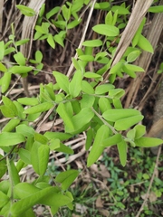 Lindera glauca