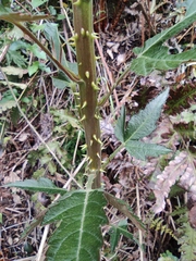 Rubus corchorifolius