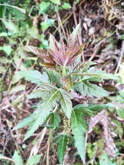 Rubus corchorifolius